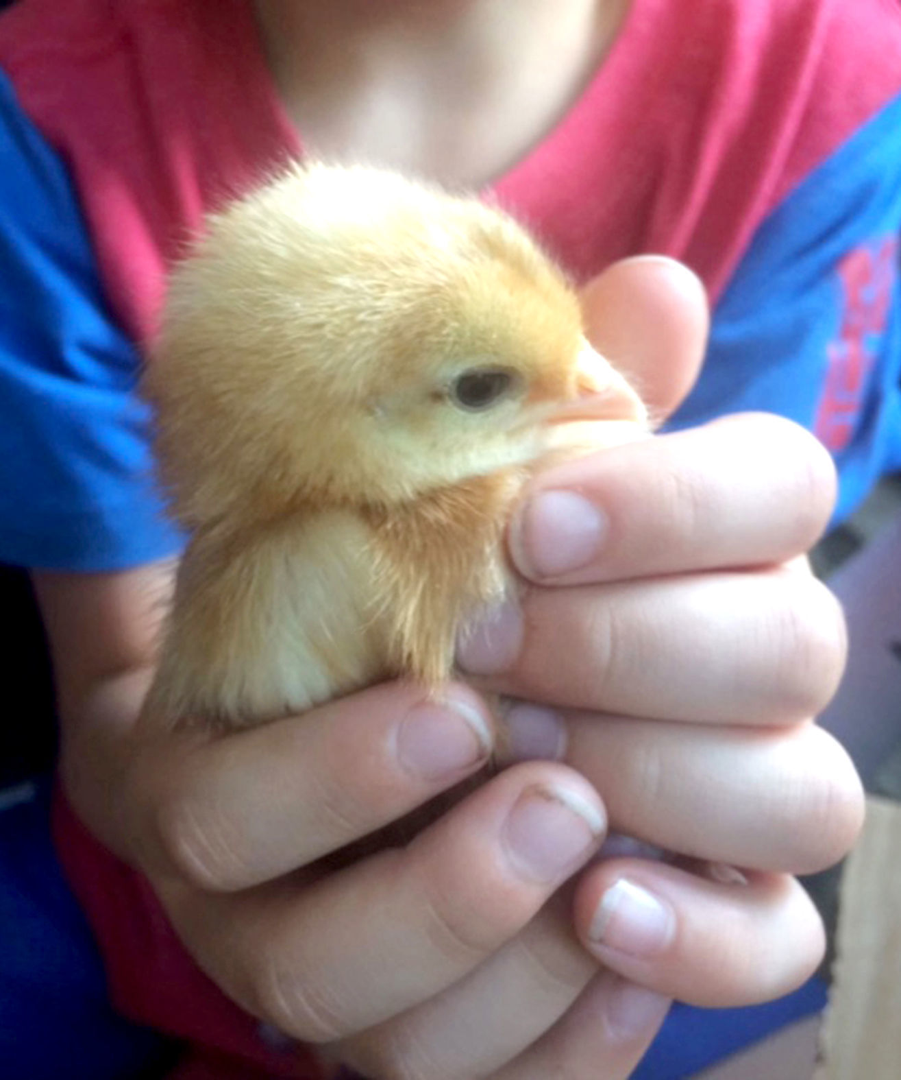 CHICKEN ORDINANCES